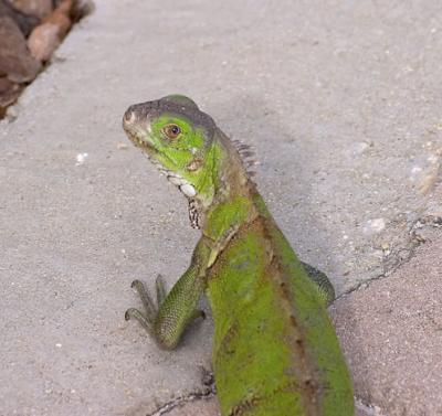 Iguana - 2
