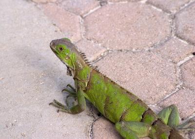 Iguanas