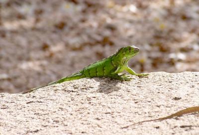 Iguana - 4