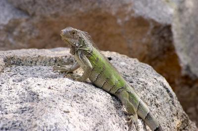 Iguana - 5