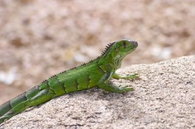 Iguana - 6