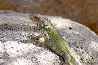 Iguana - 7
