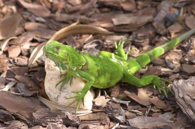 Iguanas