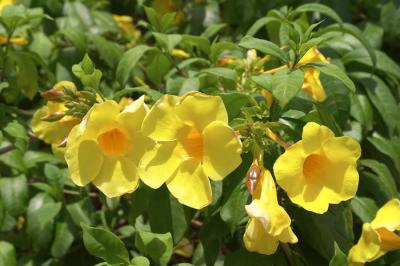 Flower - 1