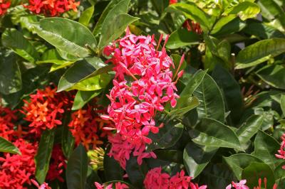Flower - 2