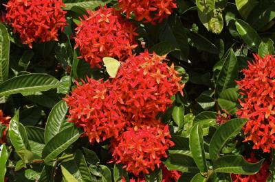 Flower - 3