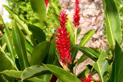 Flower - 4
