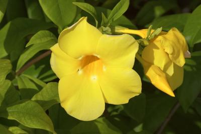 Flower - 5