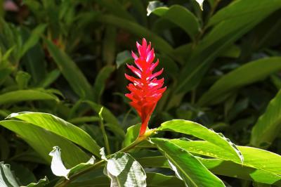 Flower - 6