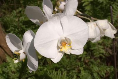 Flower - 7