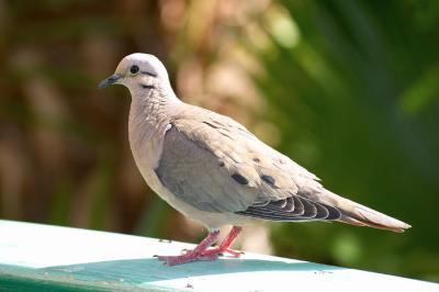 Dove