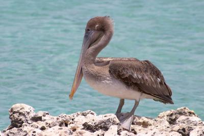 Pelican - 1