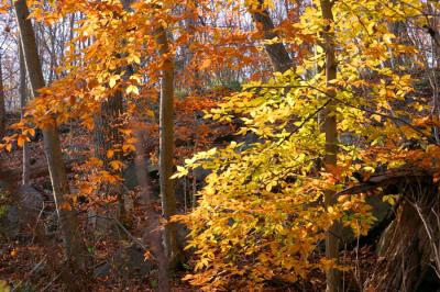 French Creek - 7