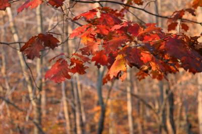 French Creek - 12