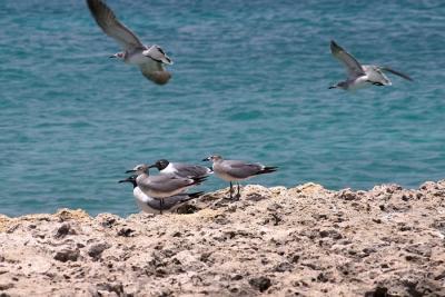 Gulls - 1