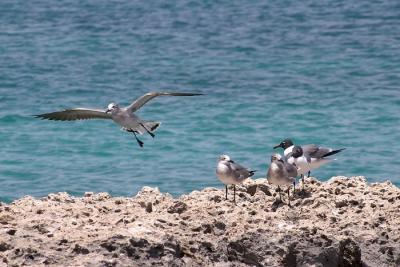 Gulls - 2
