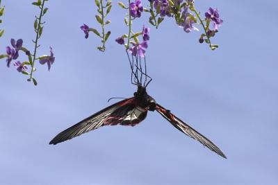 Butterfly - 8