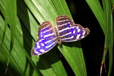 Butterfly Farm