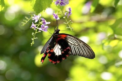 Butterfly - 7