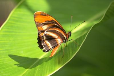 Butterfly Farm