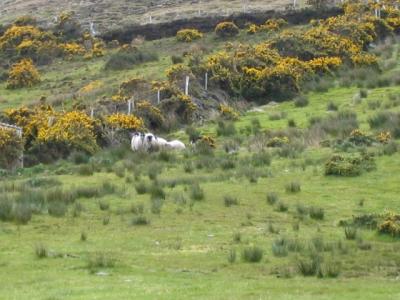 Dog working the sheep