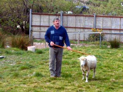 Ireland - explaining about sheep breeds