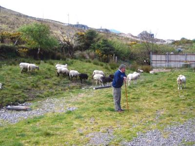 Brendan and sheep