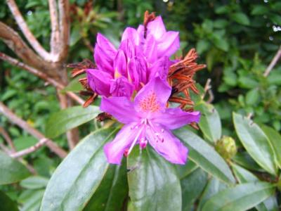 rhododendron blossoms