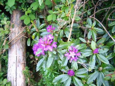 Ireland - A few rhododendron blossoms