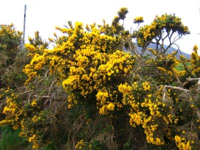The Gorse (Ulex) was in full bloom