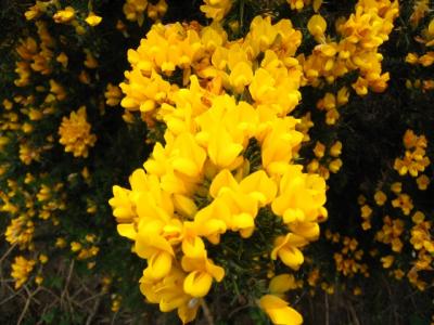 Gorse up close