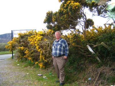 Gorse grose wild on most hills