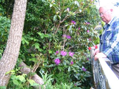 The rhododendrons were staring to bloom