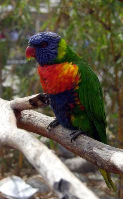 Lorikeet