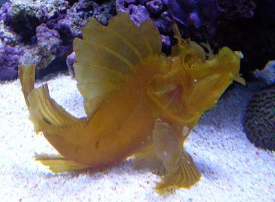 Tropical Scorpian Fish