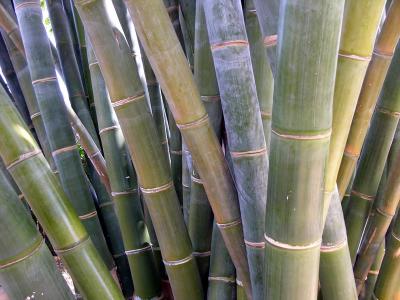 Bamboo - Quail Botanical Gardens, Encinitas