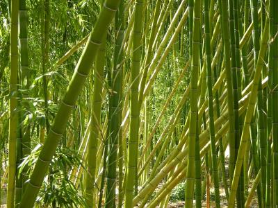 Bamboo - Quail Botanical Gardens, Encinitas