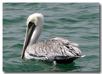 Pelican, Corona Del Mar
