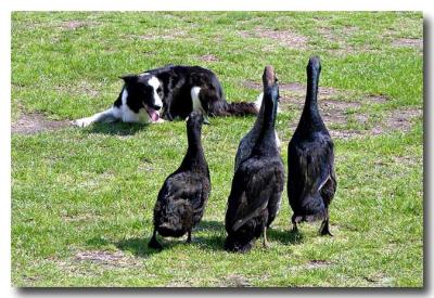 Border Collie hearding geese :-)