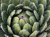 Cactus - Quail Gardens, Encinitas