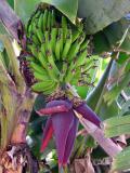 Banana Tree - Quail Botanical Gardens, Encinitas
