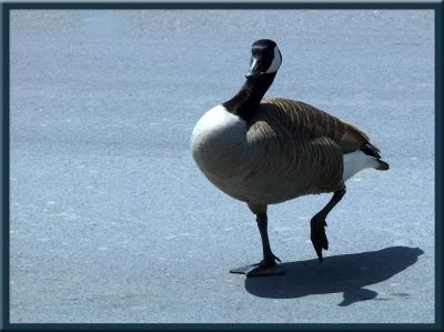 Gertrude the Dancing Goose