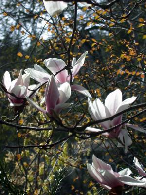 Spring blossoms in Lithia Park- Ashland, Oregon.