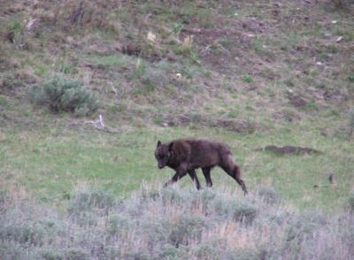 u45/yllstonewolf/medium/29220095.504286Fdruidalphafemale.jpg