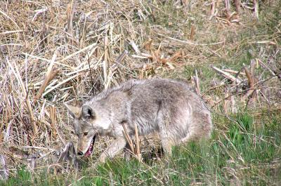 5-04 coyote hunting floating island.jpg