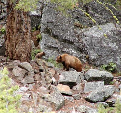 5-04 trailsow and cub.jpg