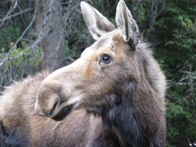 5-04 moose.jpg