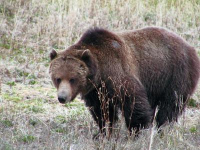 5-04 roundprairie griz.jpg