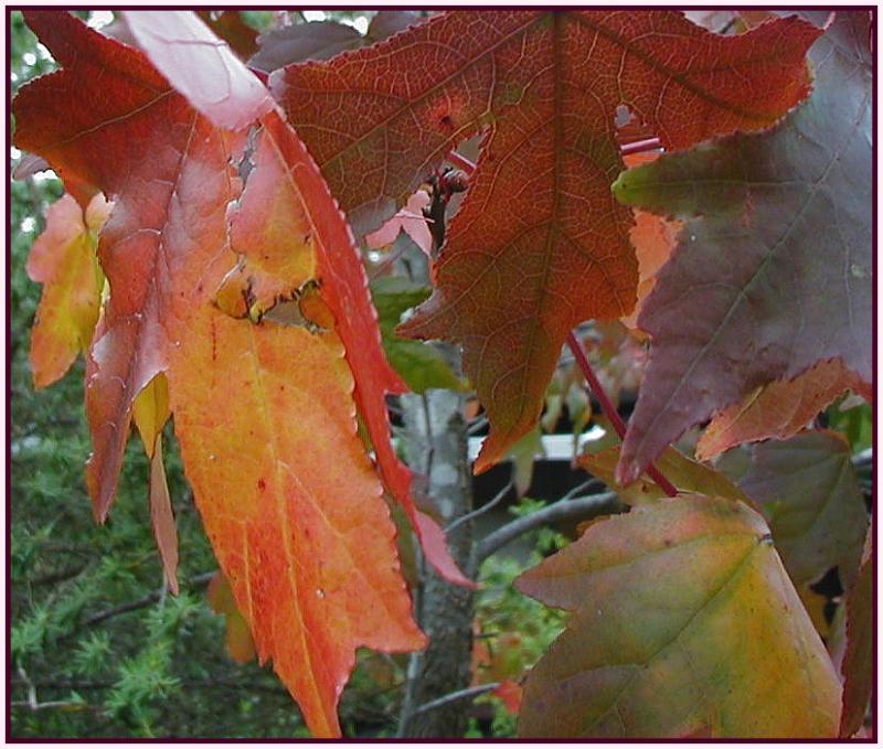 Liquidamber styraciflua