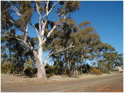 Church-yard trees